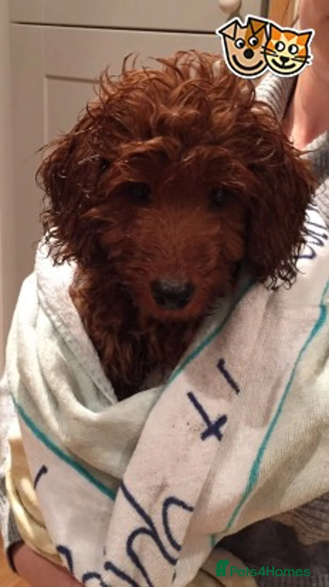 Toy Poodle dogs for stud: Fabulous Red Toy Poodle at Stud . in Driffield - Advert 3