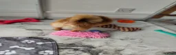 Pomeranian dogs for sale: Miss  - Advert 6
