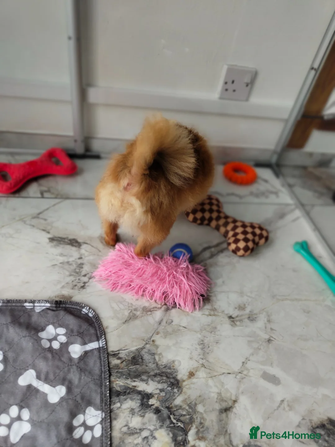 Pomeranian dogs for sale: Miss  - Advert 6