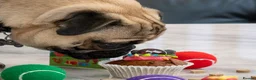 Pug dogs for sale: 🐾 Looking for a Loving Home for Max 🐾 - Advert 4