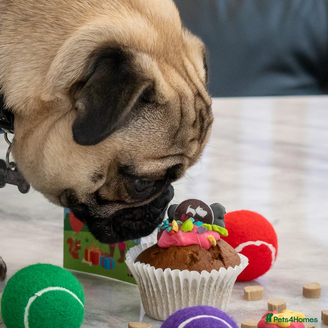 Pug dogs for sale: 🐾 Looking for a Loving Home for Max 🐾 - Advert 4