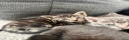 Bengal cats for sale: 🩶 Silver & Black Bengal x Bombay Kittens - Advert 4