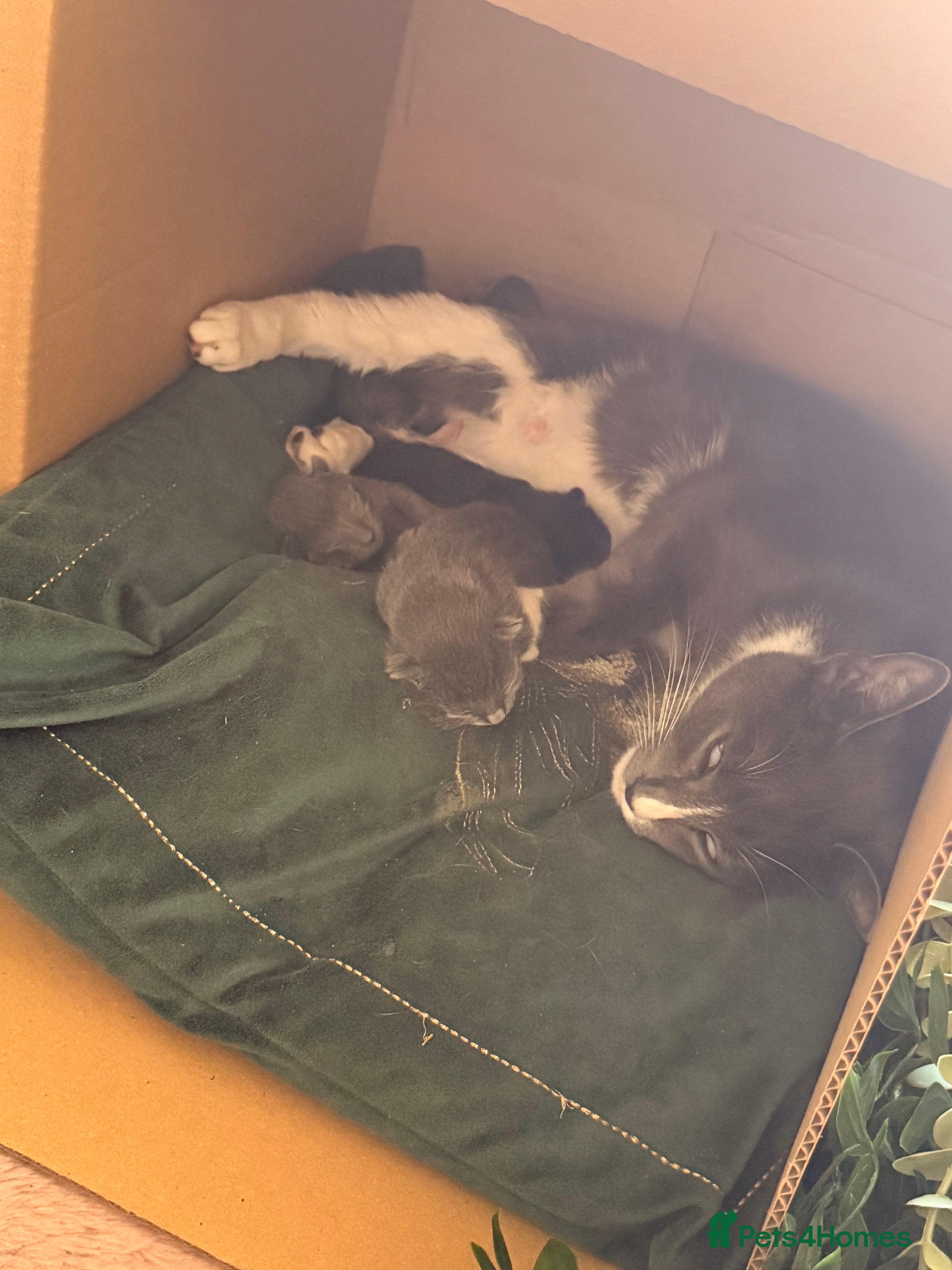 Mixed Breed cats Grey female kitten last of litter  - Advert 5