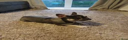 French Bulldog dogs for sale: French bulldog boy for sale  - Advert 3