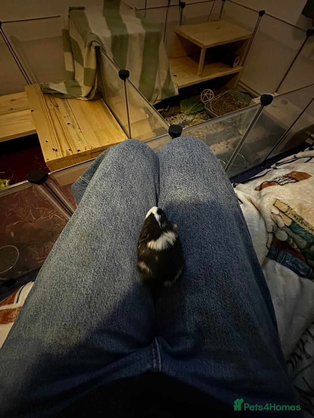 Guinea Pig rodents for sale: Single male baby guinea pigs for sale - Advert 3