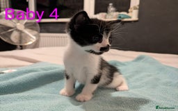 Mixed Breed cats for sale: Ready for our new adventure 🐾 - Image 13
