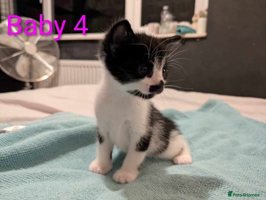 Mixed Breed cats for sale: Ready for our new adventure 🐾 - Image 13