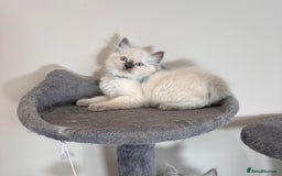 Ragdoll cats for sale: Last Girl & Boy beautiful Ragdolls - Image 4