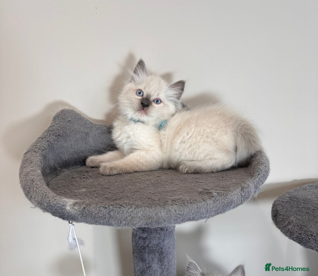 Ragdoll cats for sale: Last Girl & Boy beautiful Ragdolls - Image 4