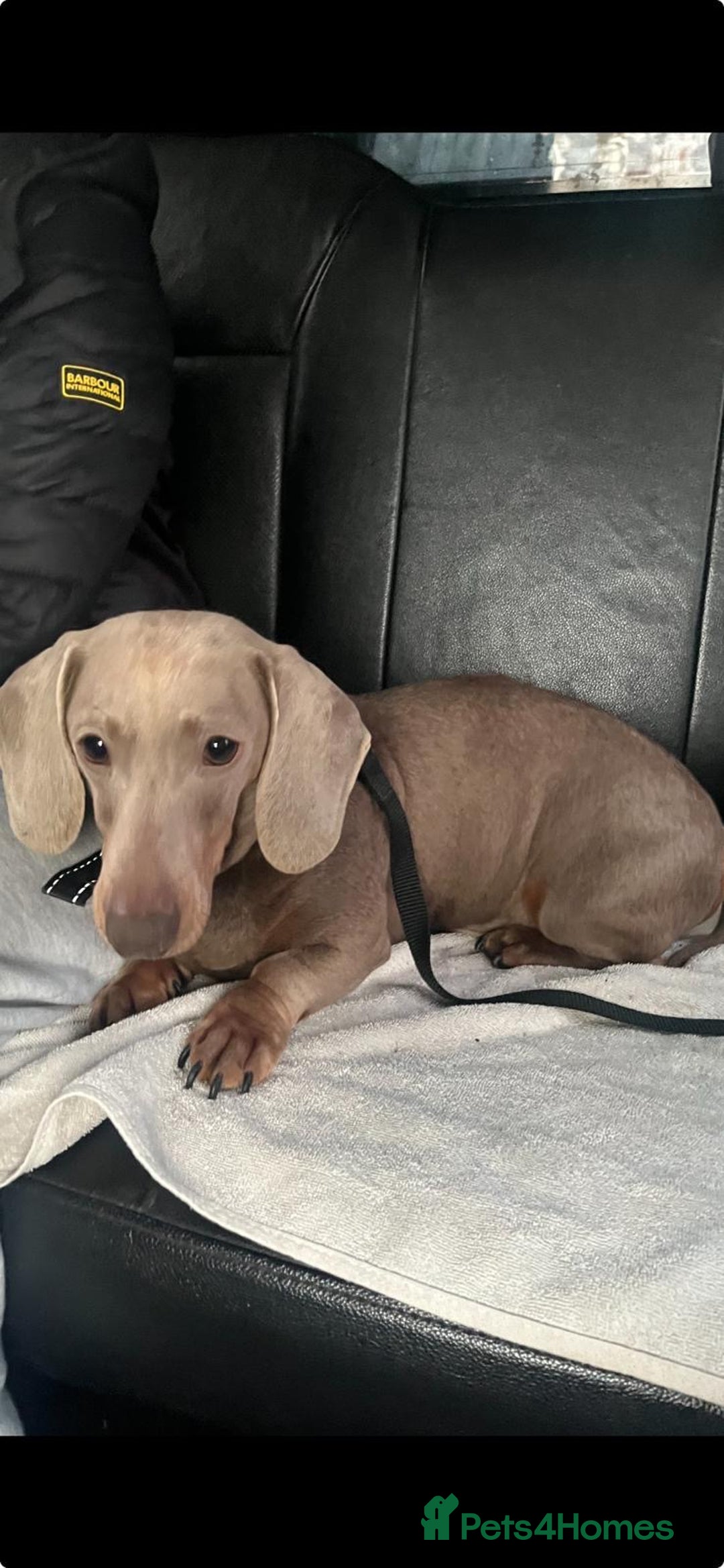 Miniature Dachshund dogs for sale: **MINIATURE DACHSHUND PUPPIES **  - Image 13