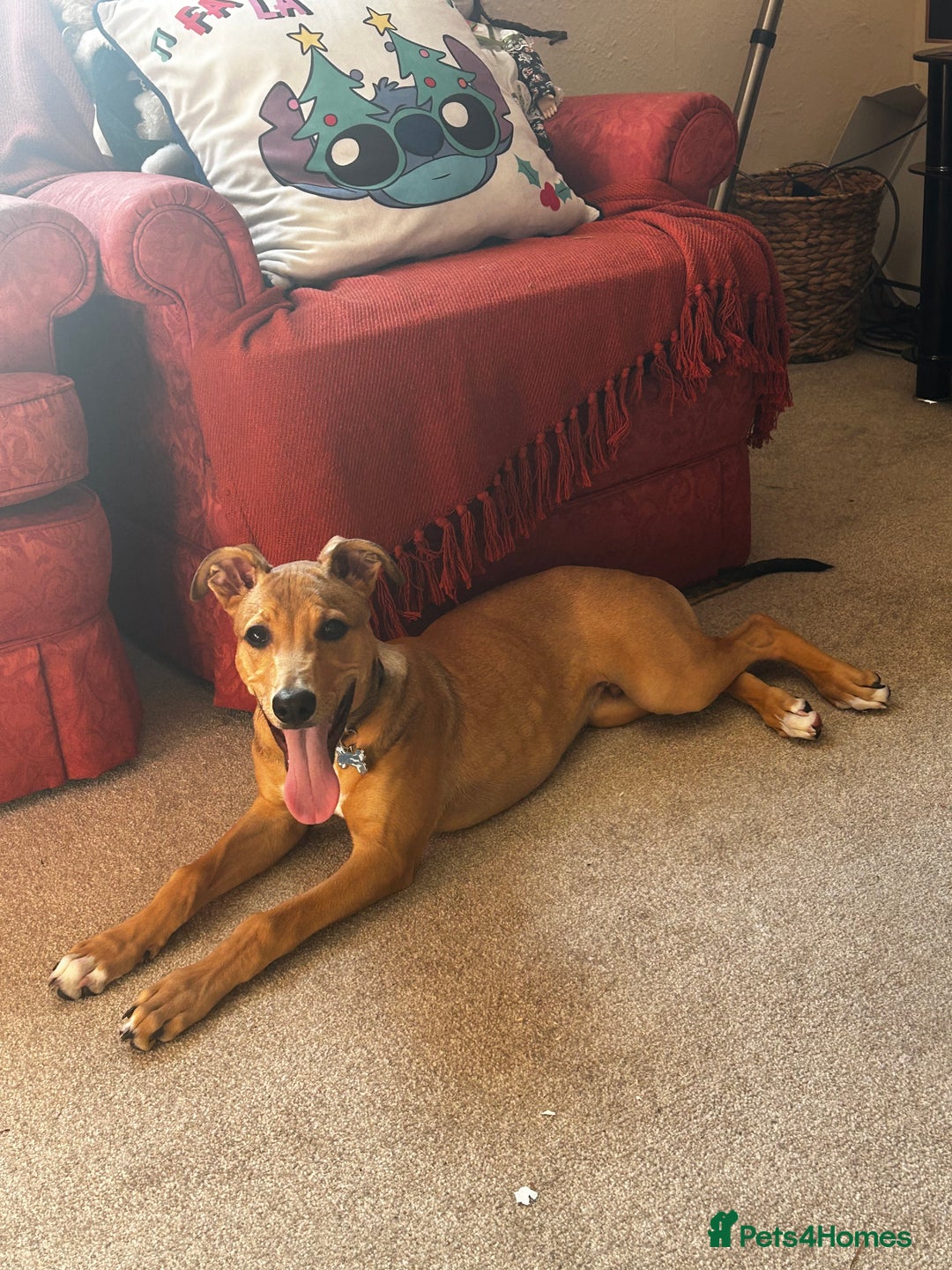 Lurcher dogs for sale: Loving 6Month Old Lurcher Puppy - Image 23
