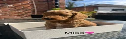 Mini Goldendoodle dogs for sale: Outstanding Goldendoodle puppies  in Whitchurch - Advert 10