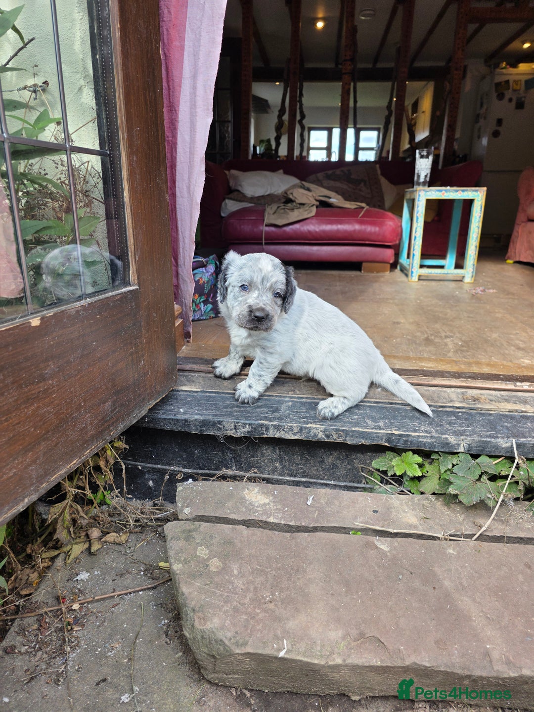 Mixed Breed dogs for sale: Sweetest Sprollies - Image 2