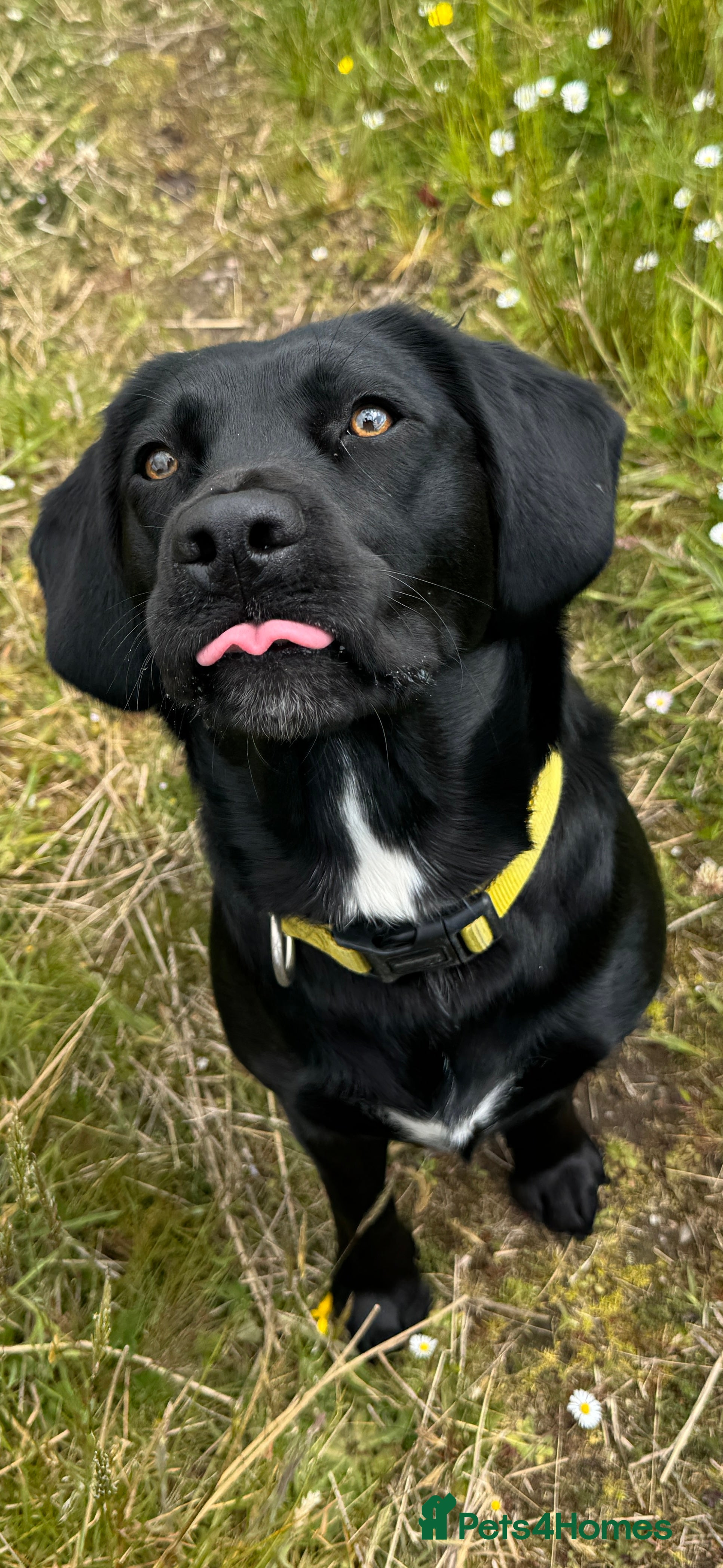 Springador dogs Female Springador Puppies - Advert 3