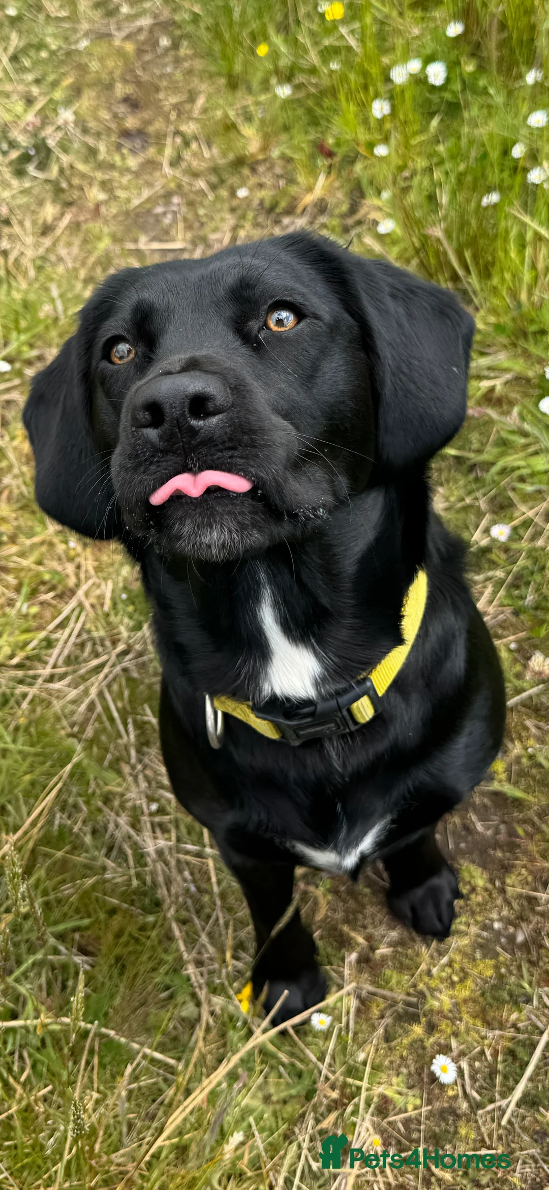 Springador dogs for sale: Female Springador Puppies - Advert 1