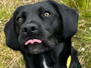 Springador dogs Female Springador Puppies - Advert 3