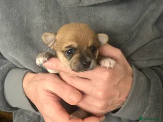 Pomchi dogs Beautiful Pomchi girl left - Advert 5