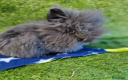 Lionhead rabbits for sale: Double mane lionheads  - Advert 3