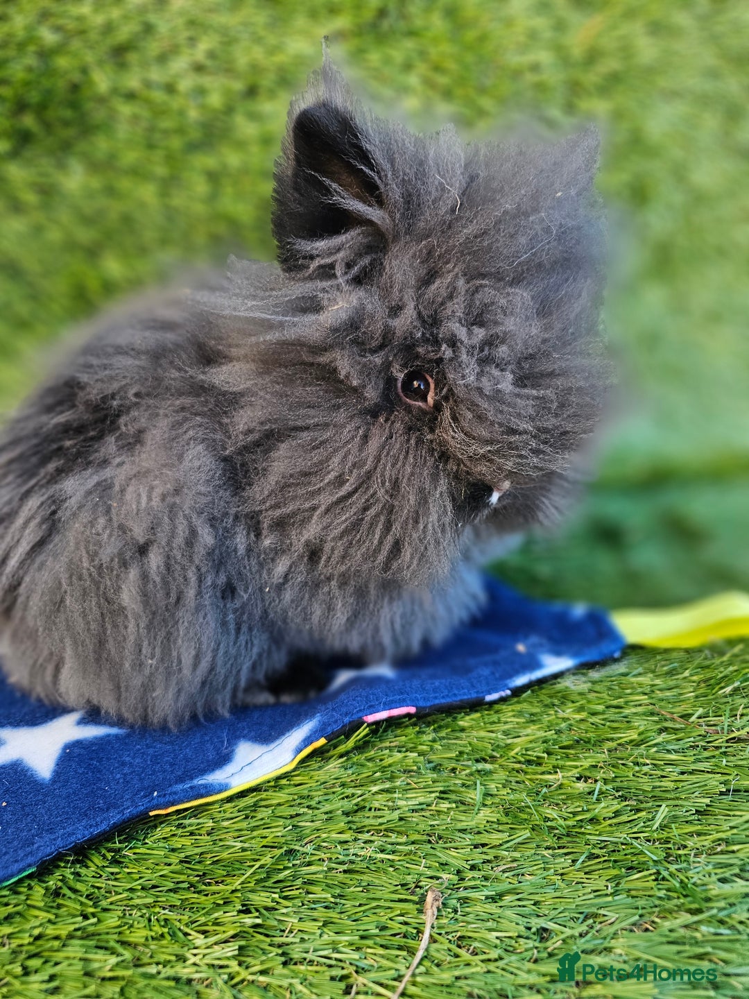 Lionhead rabbits for sale: Double mane lionheads  - Advert 3