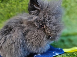 Lionhead rabbits Double mane lionheads different litters - Advert 1