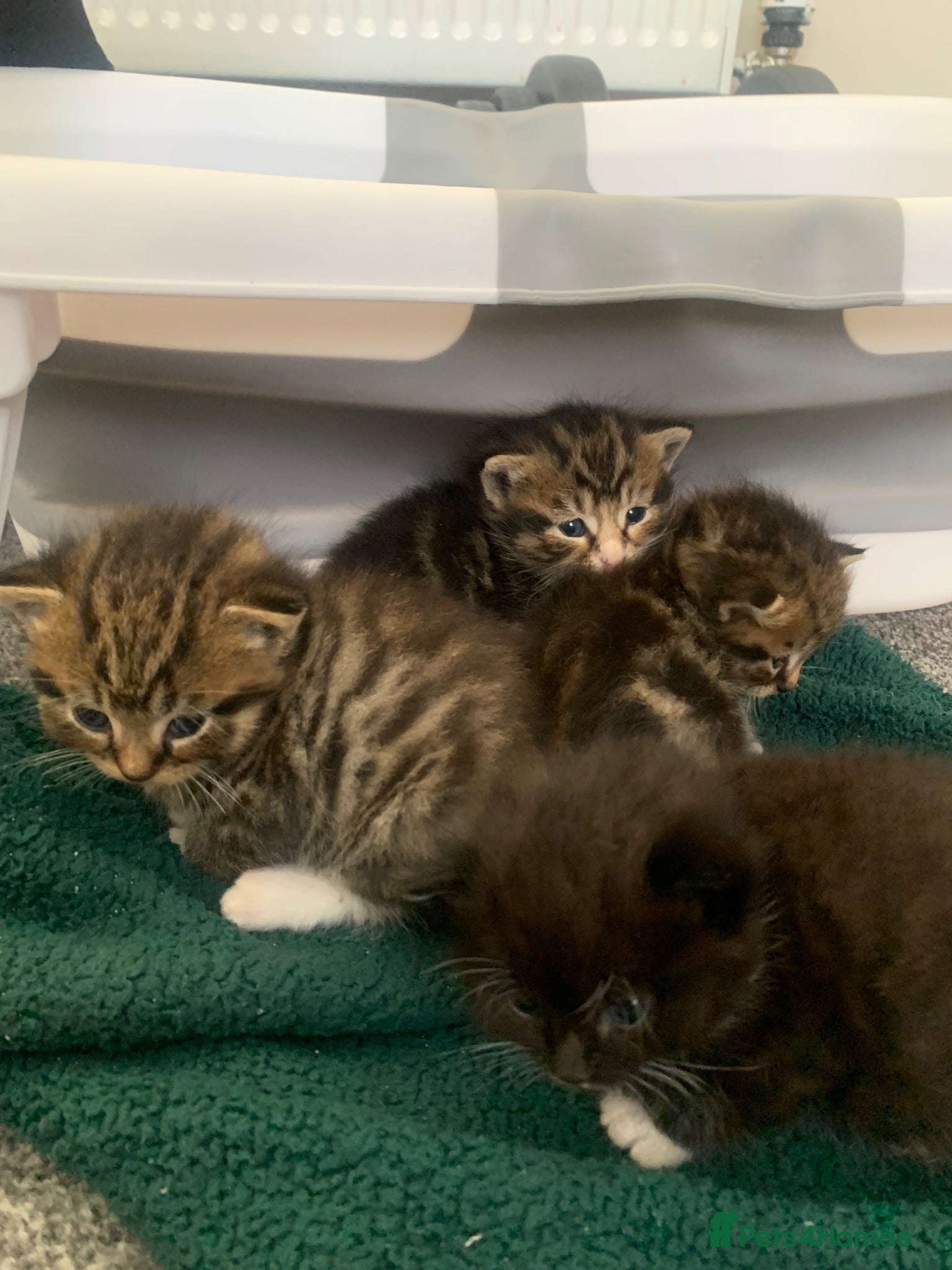 Mixed Breed cats Garfield  - Advert 22