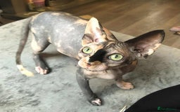Sphynx cats for sale: ** Glittery Blue/Cream Torti Sphynx Girl ** - Image 19