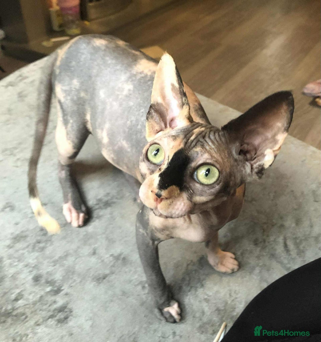 Sphynx cats for sale: ** Glittery Blue/Cream Torti Sphynx Girl ** - Image 19