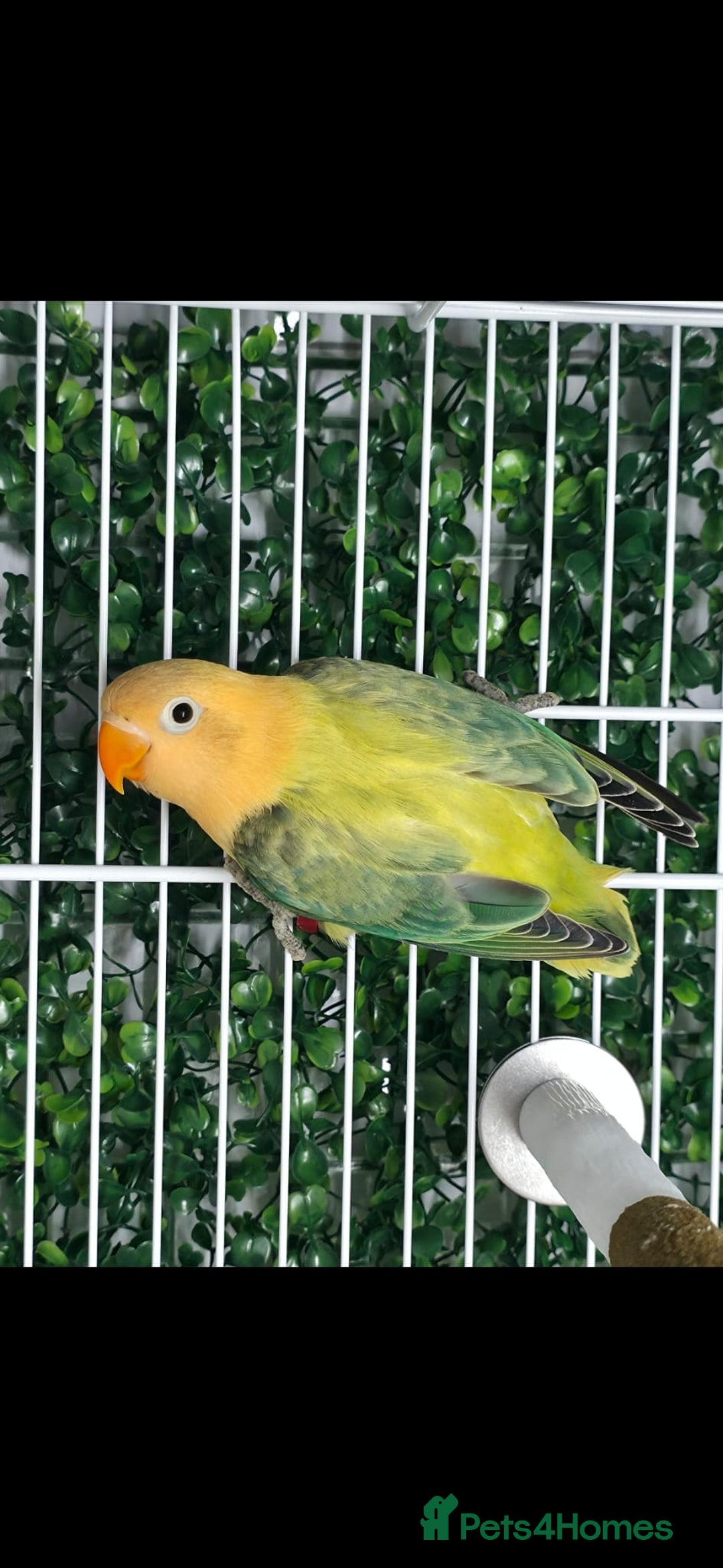 Lovebirds birds for sale: Mutation Lovebirds for Sale - Advert 2