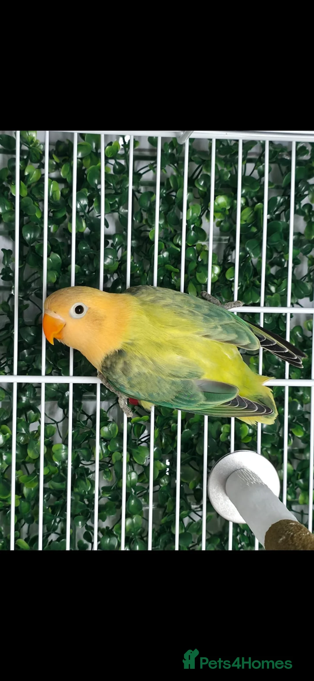 Lovebirds birds for sale: Mutation Lovebirds for Sale - Advert 2