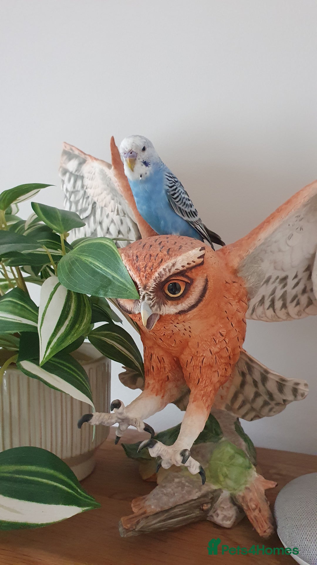 Budgerigars birds for sale: Hand tame baby blue  budgie  - Image 5
