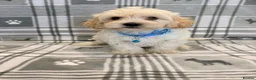 Maltipoo dogs for sale: Happy,loving affectionate Health Tested Maltipoo’s - Advert 3