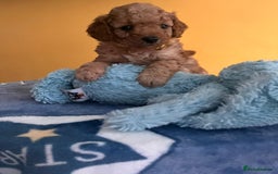 Cockapoo dogs for sale: F1b Cockapoo Puppies Ready Soon for Loving Homes - Image 12