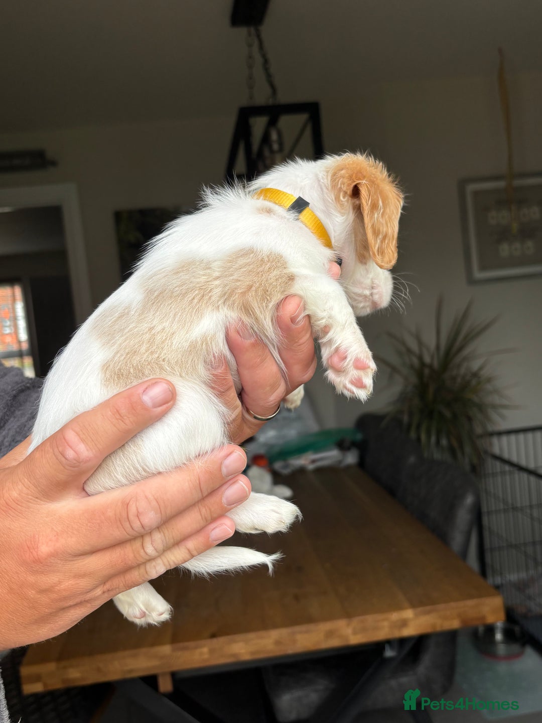 Cavachon dogs for sale: Cavalier King Charles X Cavachon - Image 3