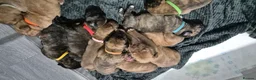 Mixed Breed dogs for sale: LAST PUP!  Mastiff cross Puppys looking for home  - Advert 8
