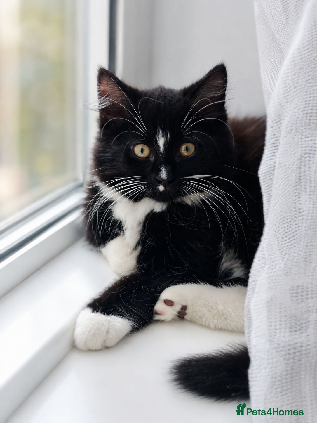 Domestic Shorthair cats Black panther and batman boy🐈‍⬛🤍 - Advert 1