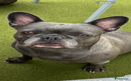 French Bulldog dogs for sale: 10 week old bat pigs ready for there new homes - Image 12