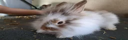 Mixed Breed rabbits for sale: 2 angora x female kits - Advert 2