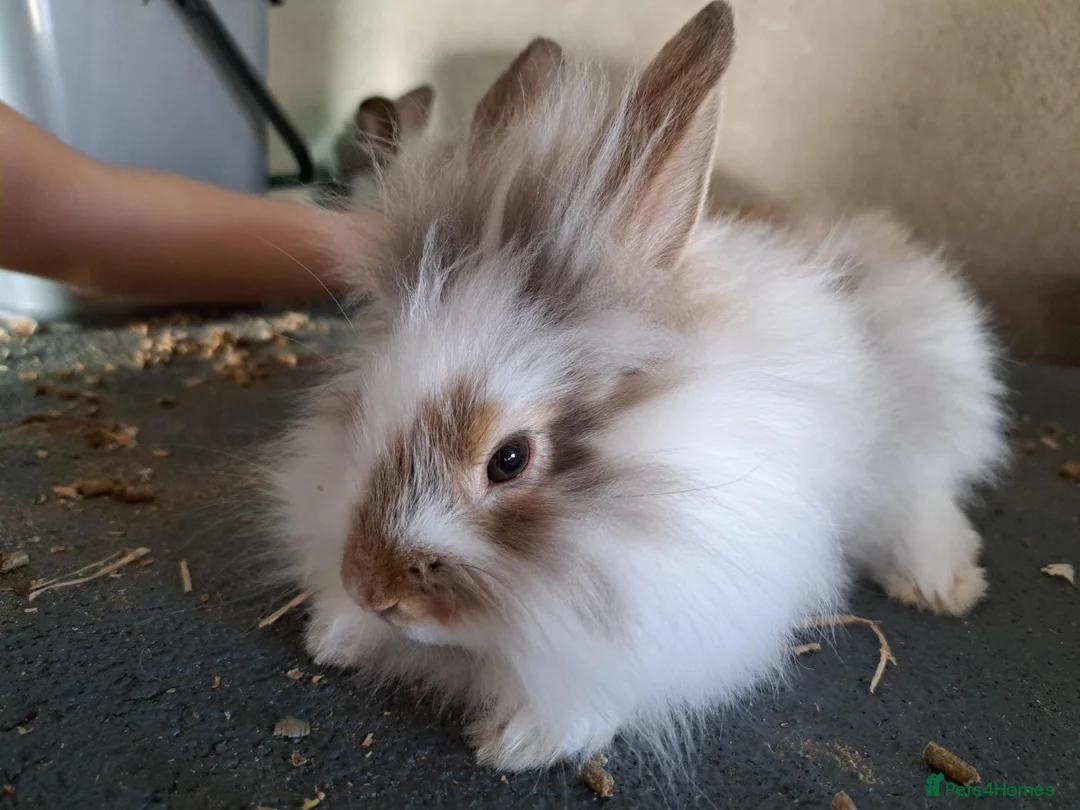 Mixed Breed rabbits for sale: 2 angora x female kits - Advert 2