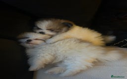 Pomeranian dogs for sale: Unique patterned Pomeranians 🩵🩷 - Image 5