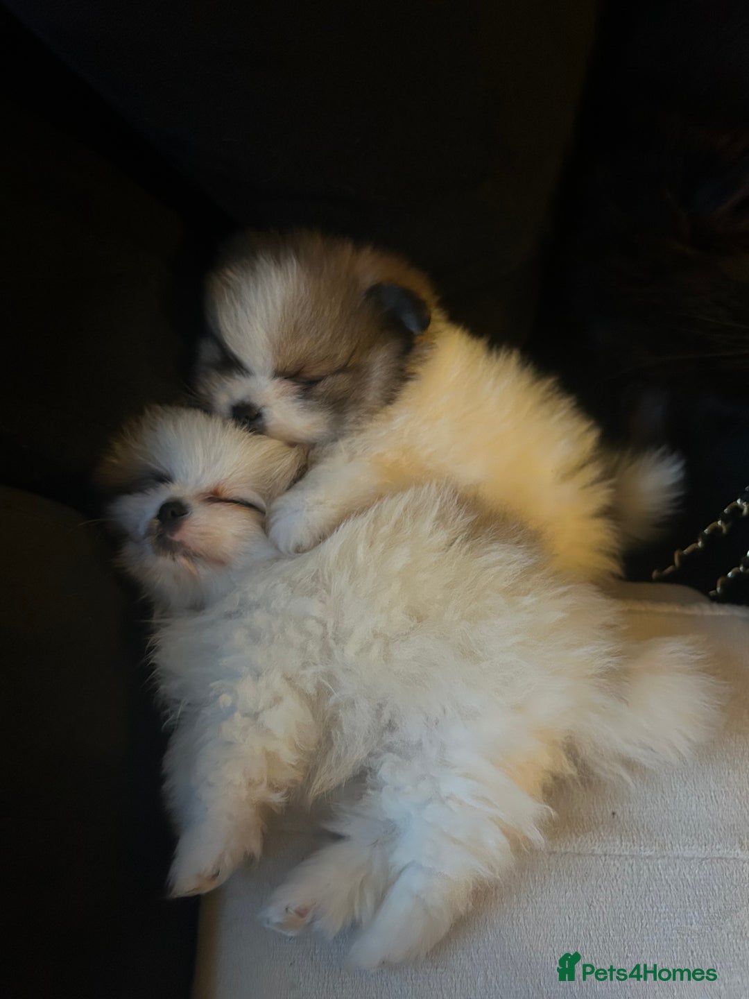 Pomeranian dogs for sale: Unique patterned Pomeranians 🩵🩷 - Image 5