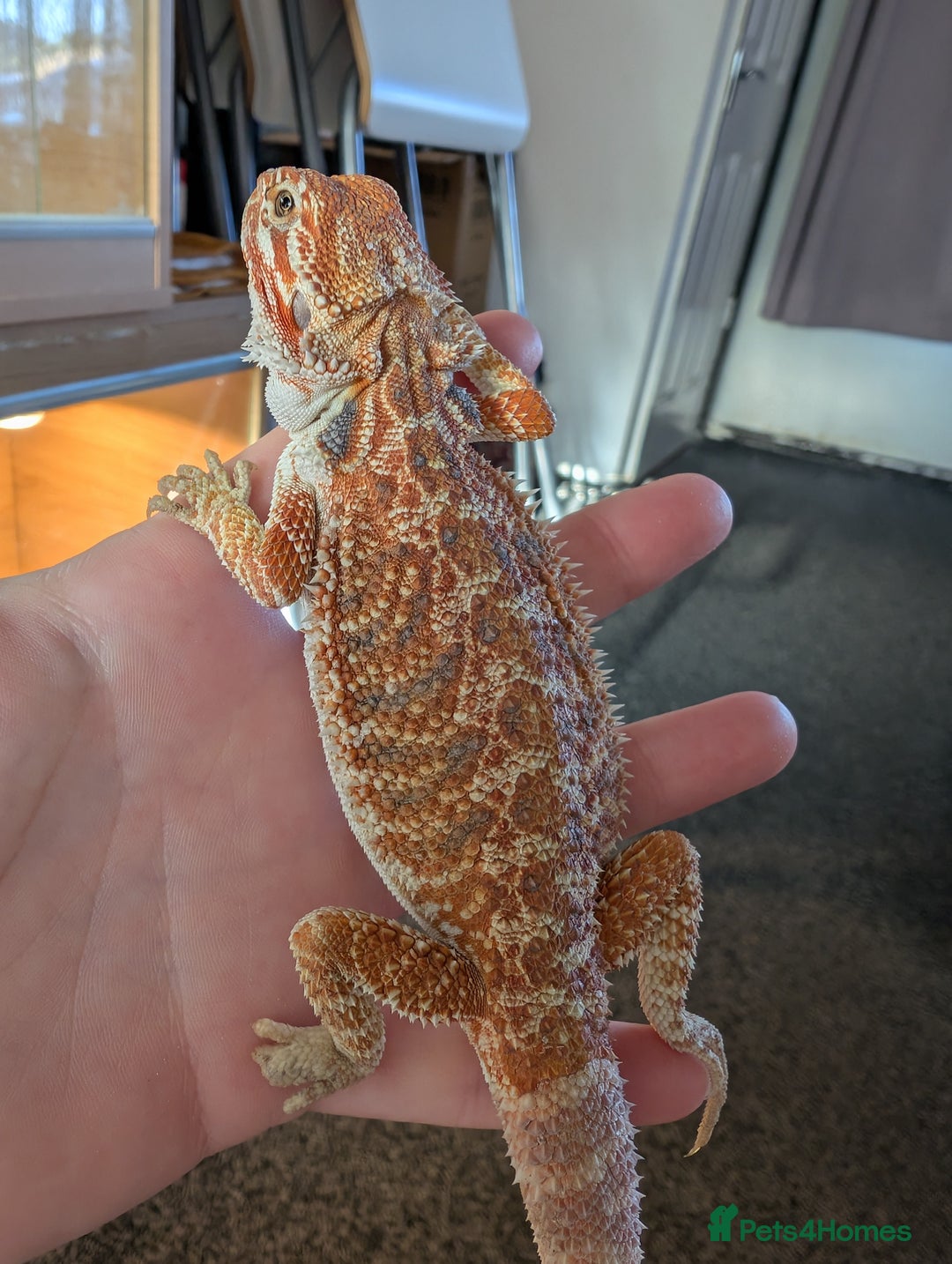 Bearded Dragon reptiles for sale: Baby bearded dragons  - Image 5