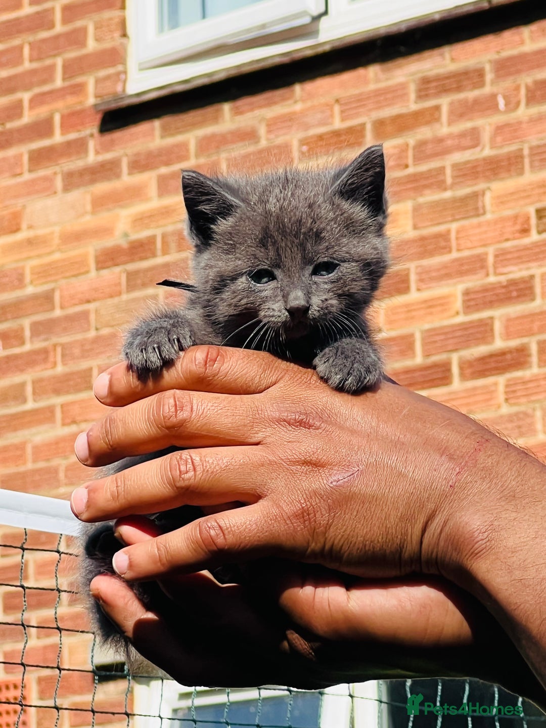 Mixed Breed cats for sale: Four Little Pawsomes Looking for Forever Homes!  - Image 11