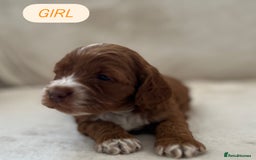 Cockapoo dogs for sale: F1 Show Type Cockapoo Puppies - Image 11
