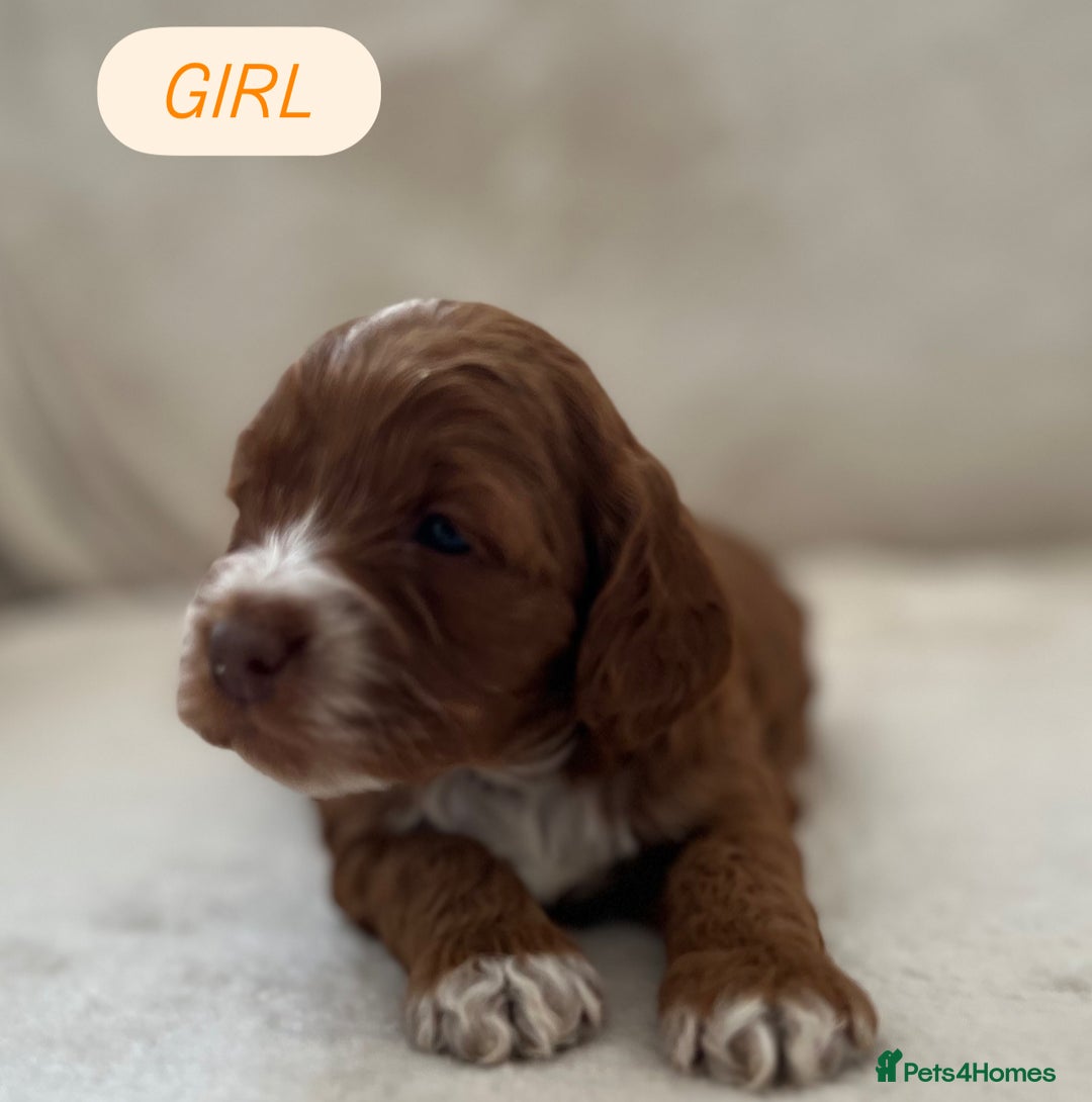 Cockapoo dogs for sale: F1 Show Type Cockapoo Puppies - Image 11