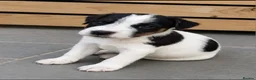 Parson Russell dogs for sale: Quality Parsons Russell Terrier Puppies - Advert 2