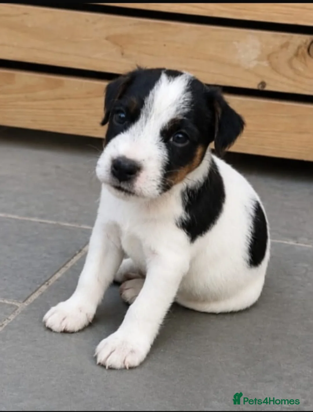 Parson Russell dogs for sale: Quality Parsons Russell Terrier Puppies - Advert 2