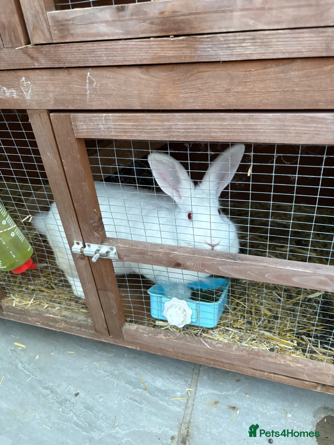 New Zealand rabbits for sale: New Zealand white - Advert 2