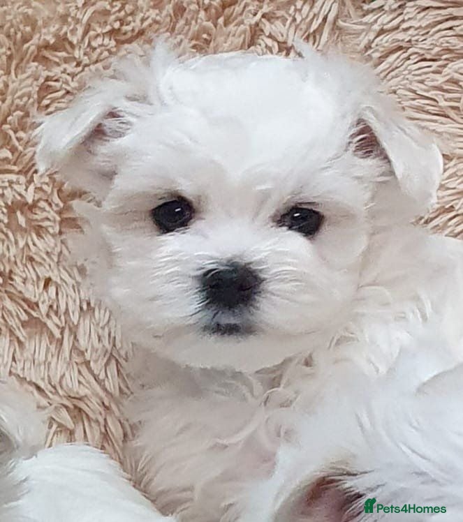 Maltese dogs Adorable Korean Matlese Puppies - Advert 2