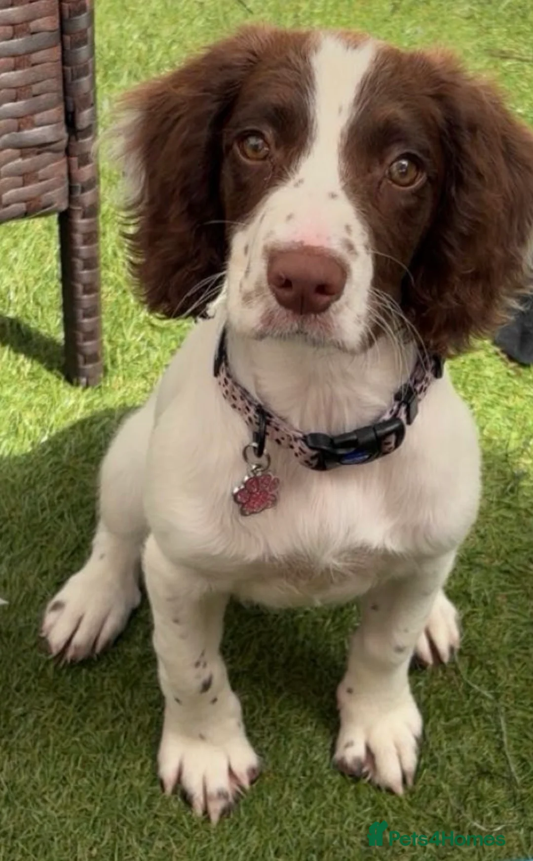 Sprocker dogs for sale: Sprocker spaniel puppy  - Advert 3