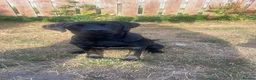 Labrador Retriever dogs for sale: Bambi is looking for a new home  - Advert 2